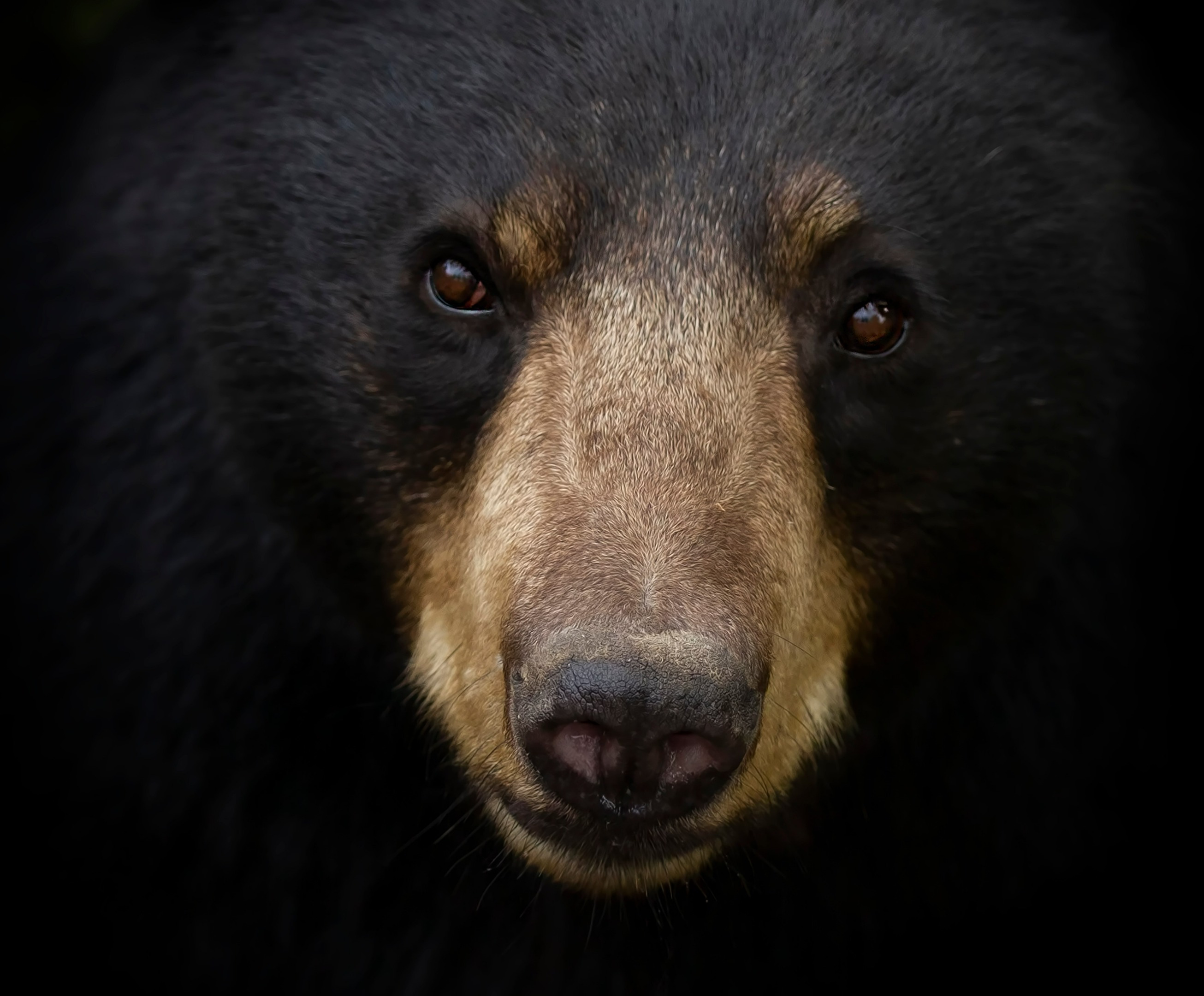 Photo closeup of black bear staring directly at the camera that slowly fades into sight emerging from a black background.