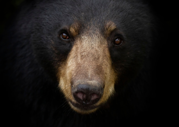 Photo closeup of black bear staring directly at the camera that slowly fades into sight emerging from a black background.